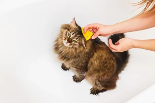 شانه دیشدینگ (Deshedding) برند Fubnimroat در دو سایز لارج و مدیوم